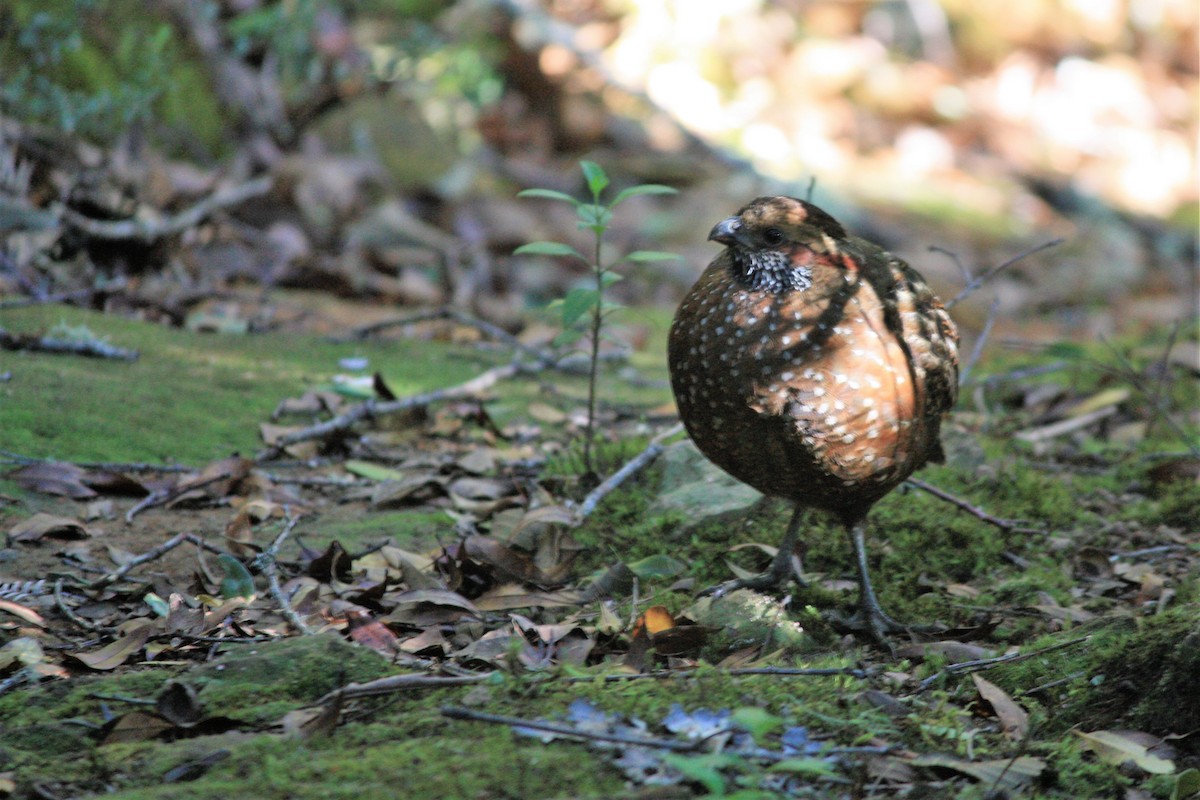 Spotted Wood-Quail - Rebecca Hardman