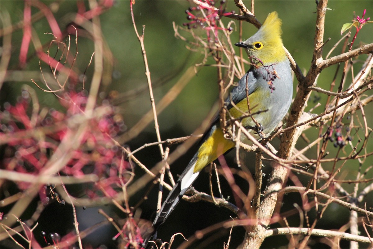 Long-tailed Silky-flycatcher - ML233428451