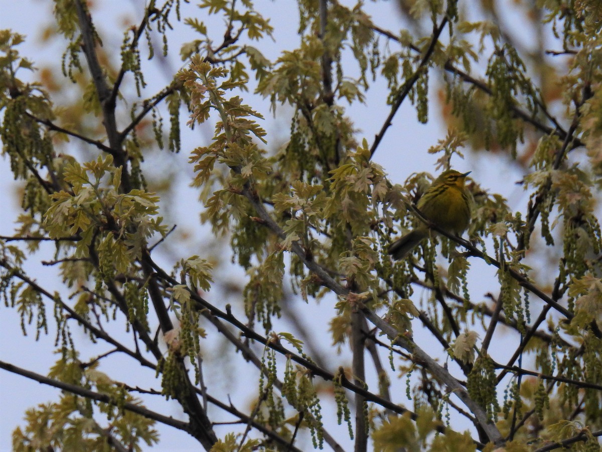 Prairie Warbler - James Holsinger