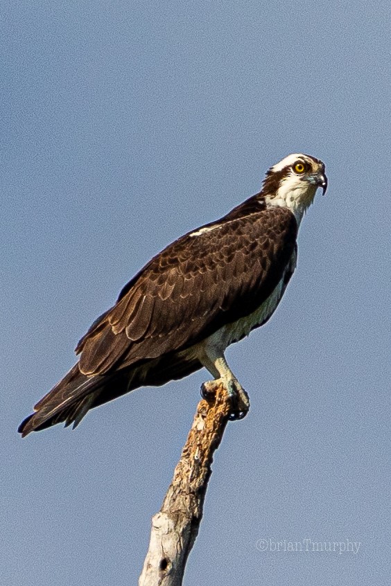 Osprey - ML233429191