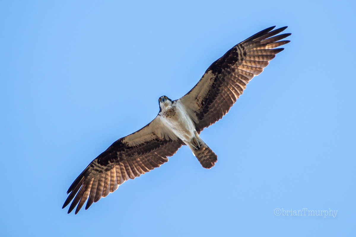 Osprey - ML233429201