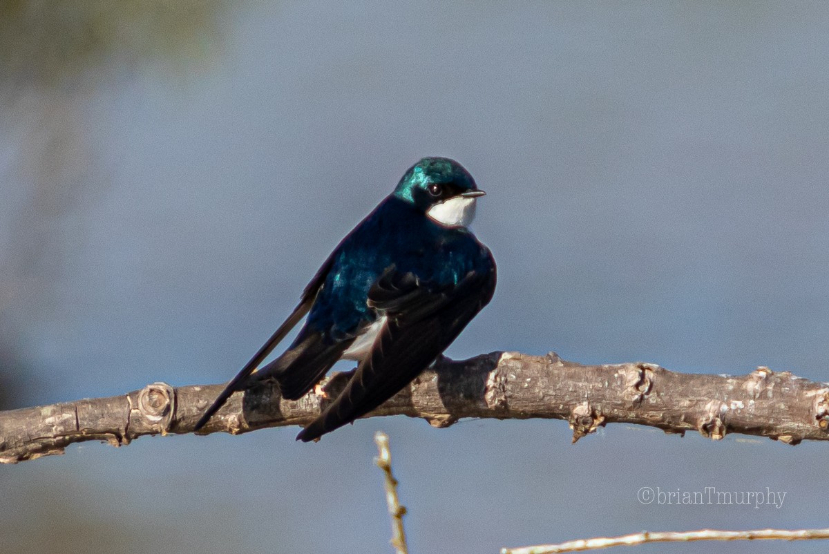 Tree Swallow - ML233429391