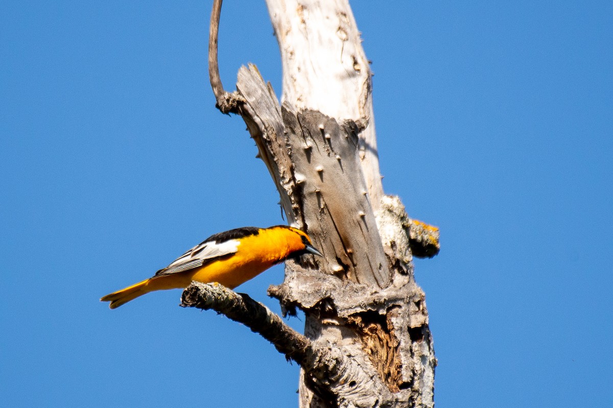 Bullock's Oriole - ML233429431