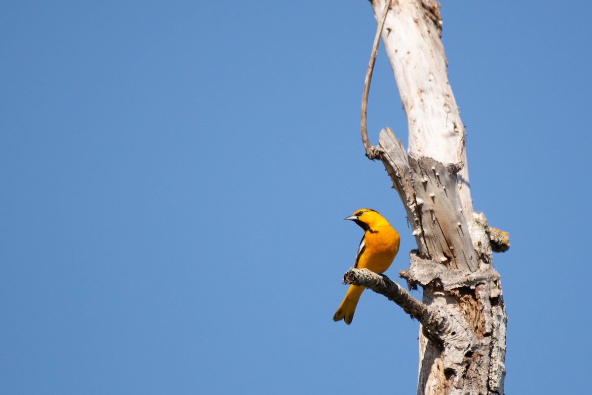 Bullock's Oriole - ML233429451