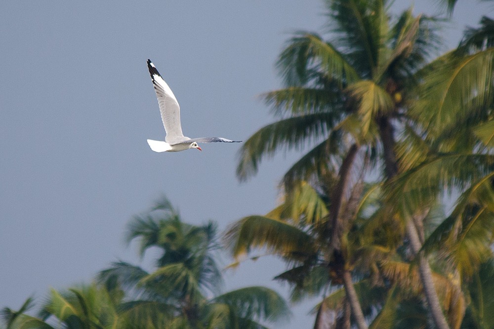 Brown-headed Gull - ML23342981