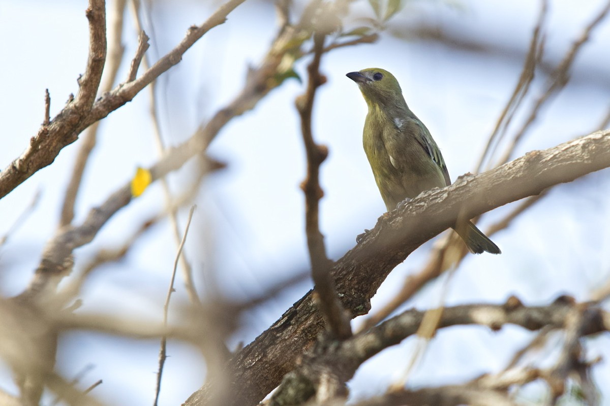 Palm Tanager - Juan Wilches Vega