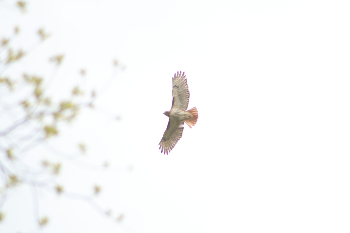 Red-tailed Hawk - ML233430841