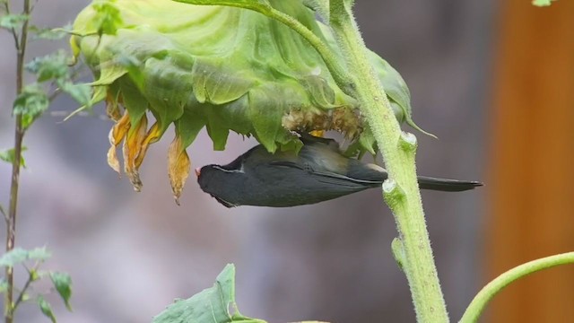 Saltator à bec orange - ML233433431