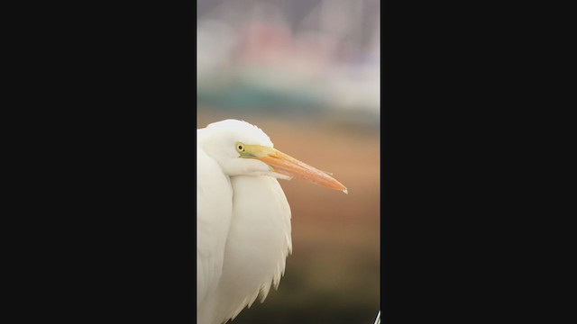 Great Egret - ML233436111