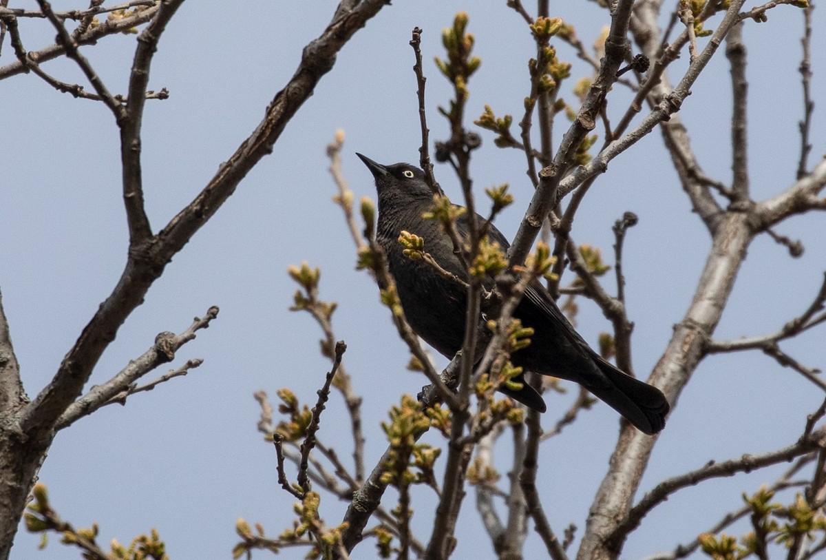 Rusty Blackbird - ML233438841