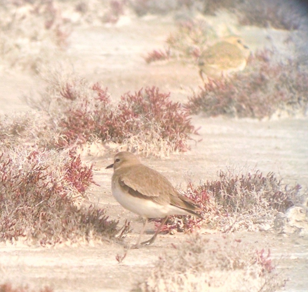 Mountain Plover - ML23343891