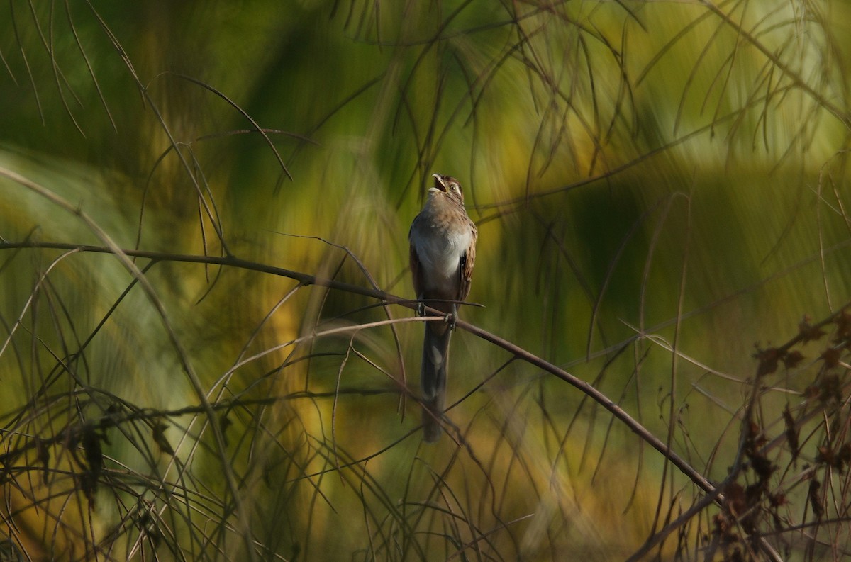 Striped Cuckoo - ML233439591