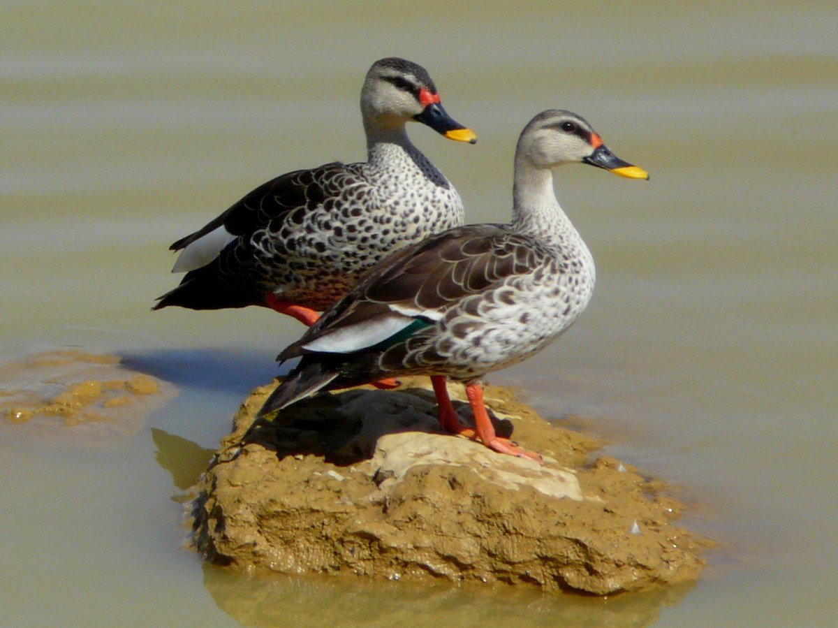 Indian Spot-billed Duck - ML233439651