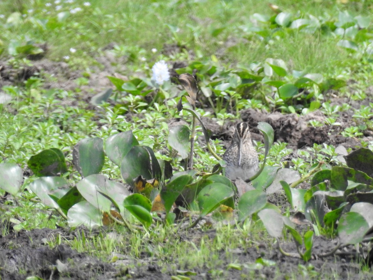 Pantanal Snipe - ML233439931