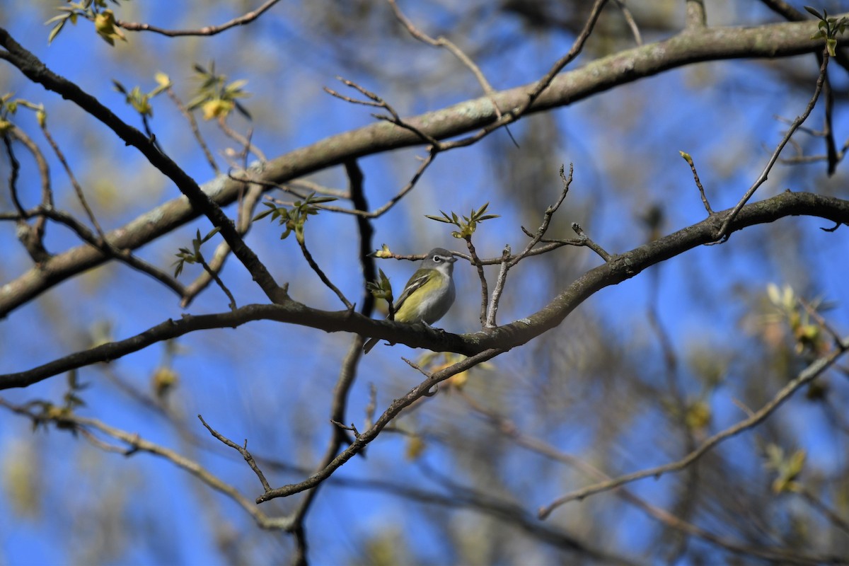 Blue-headed Vireo - Alexander Patterson