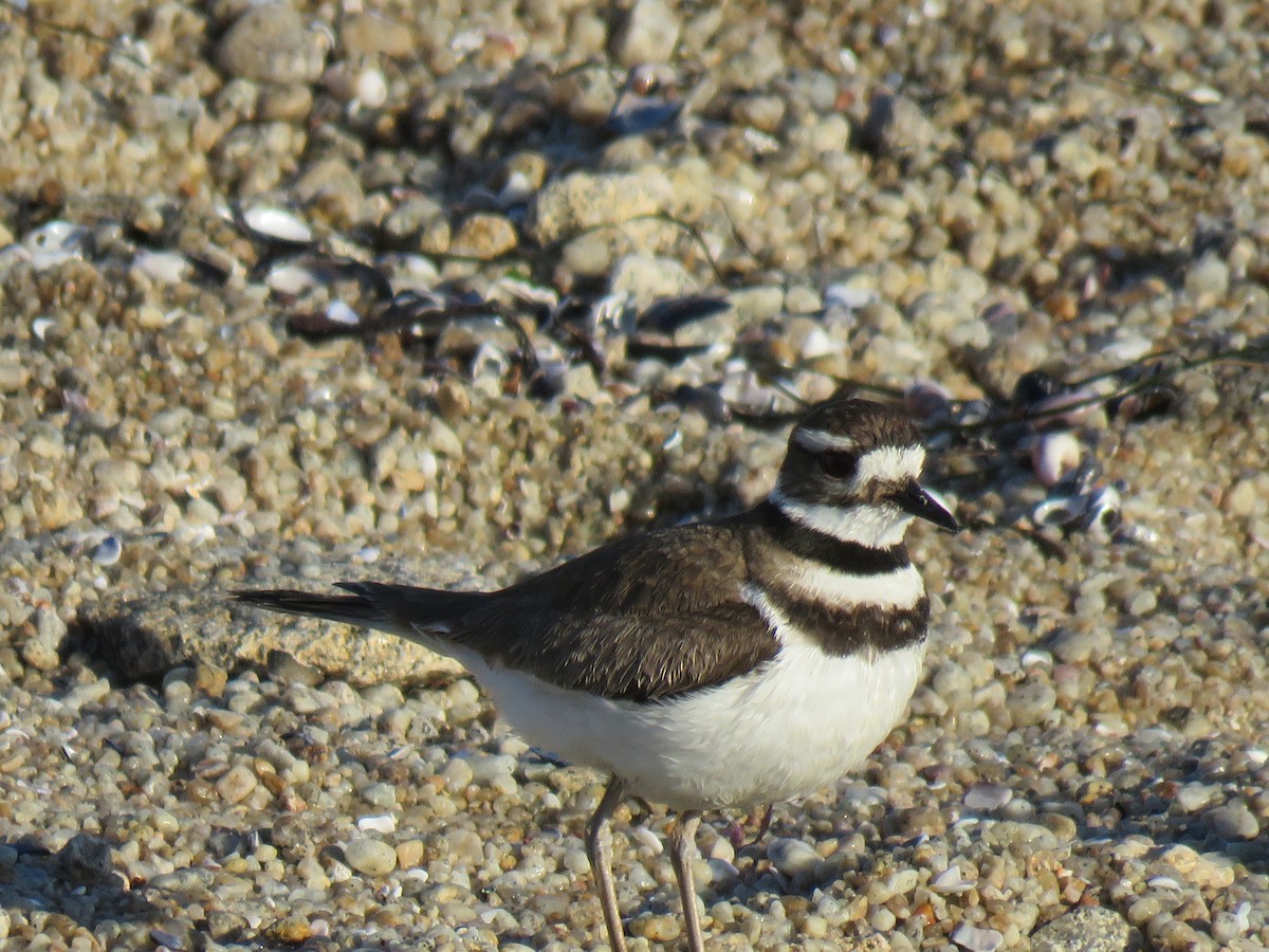 Killdeer - ML233441151