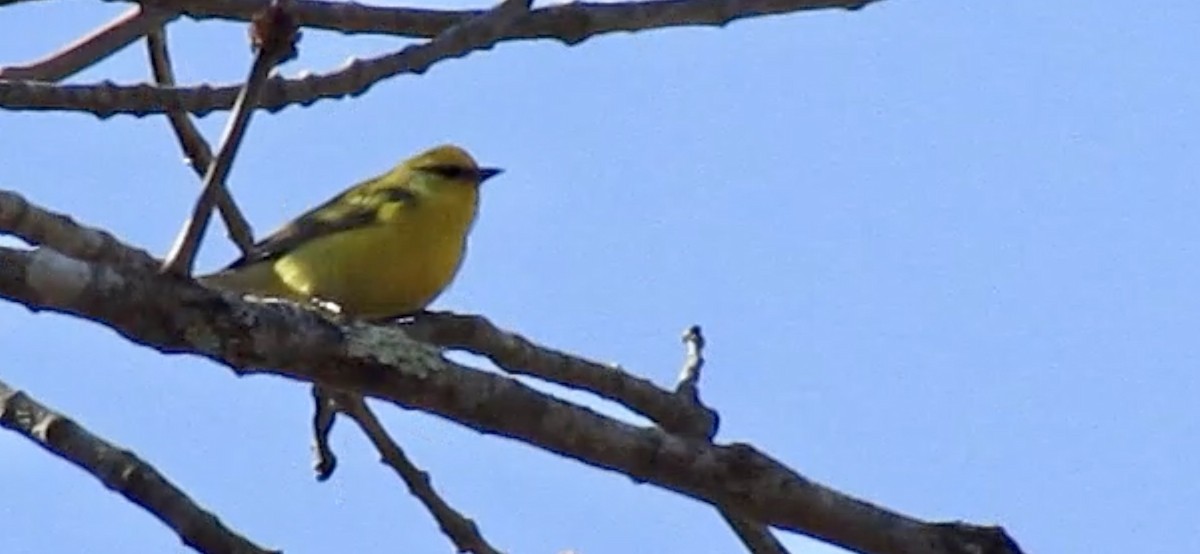 Blue-winged Warbler - ML233441391