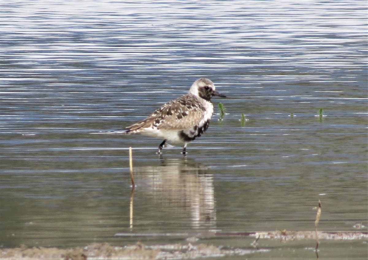 Black-bellied Plover - ML233441421