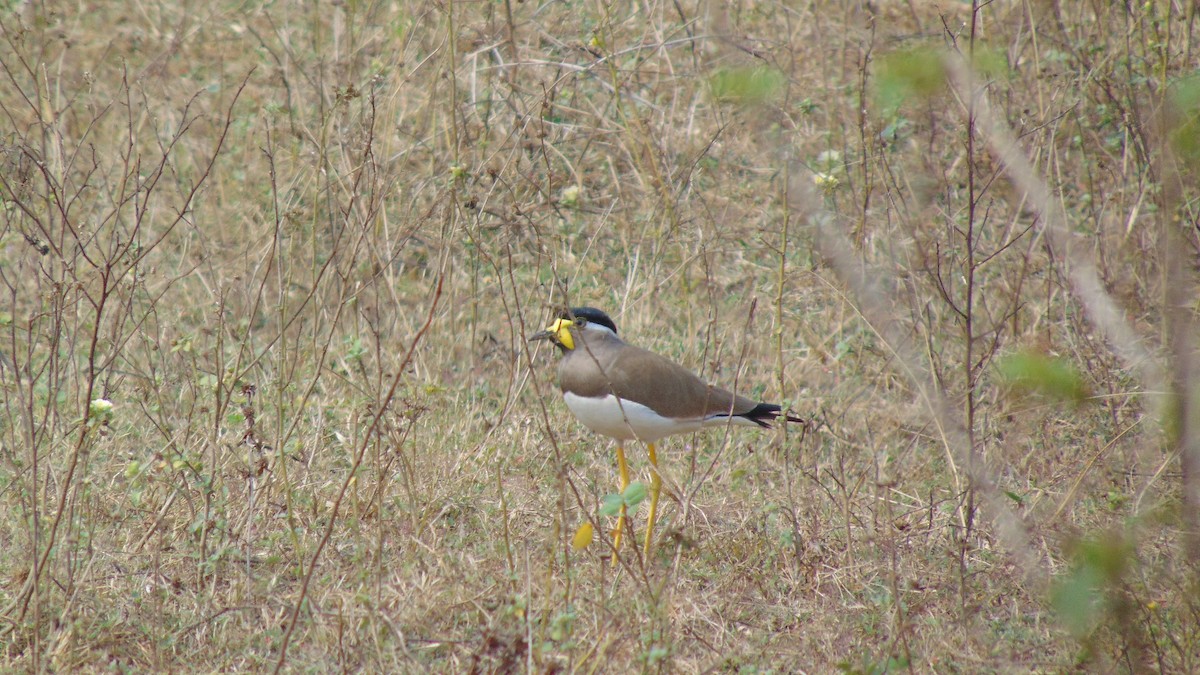 Yellow-wattled Lapwing - ML23344161
