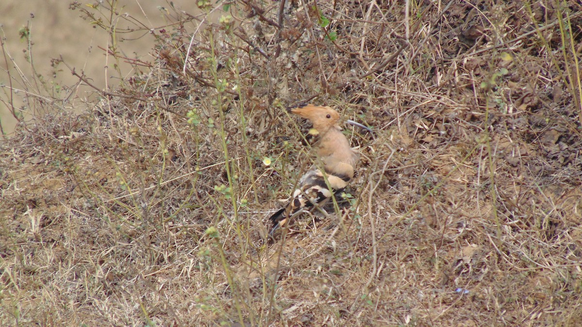 Common Hoopoe - ML23344181