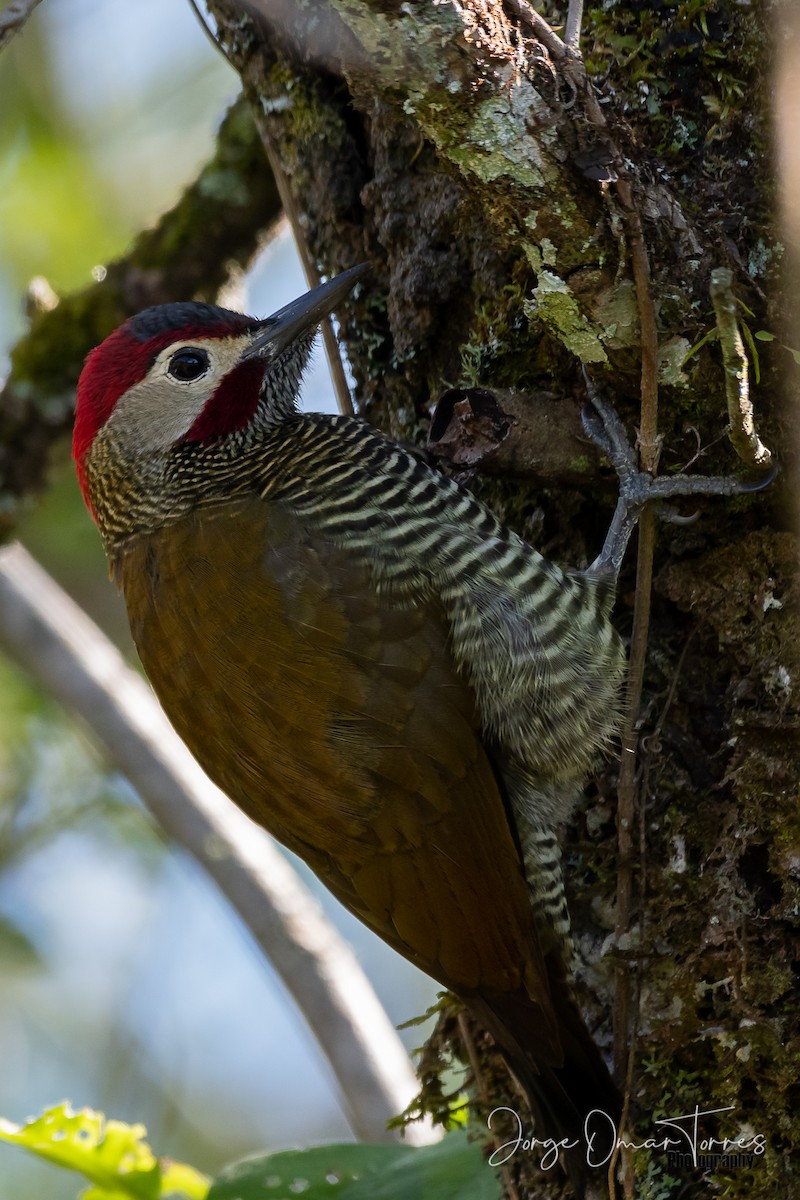 Golden-olive Woodpecker - ML233442271