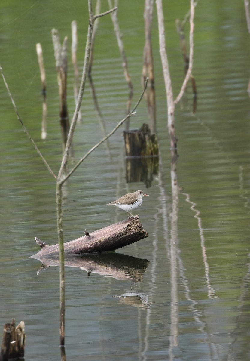 Spotted Sandpiper - Elizabeth Brensinger