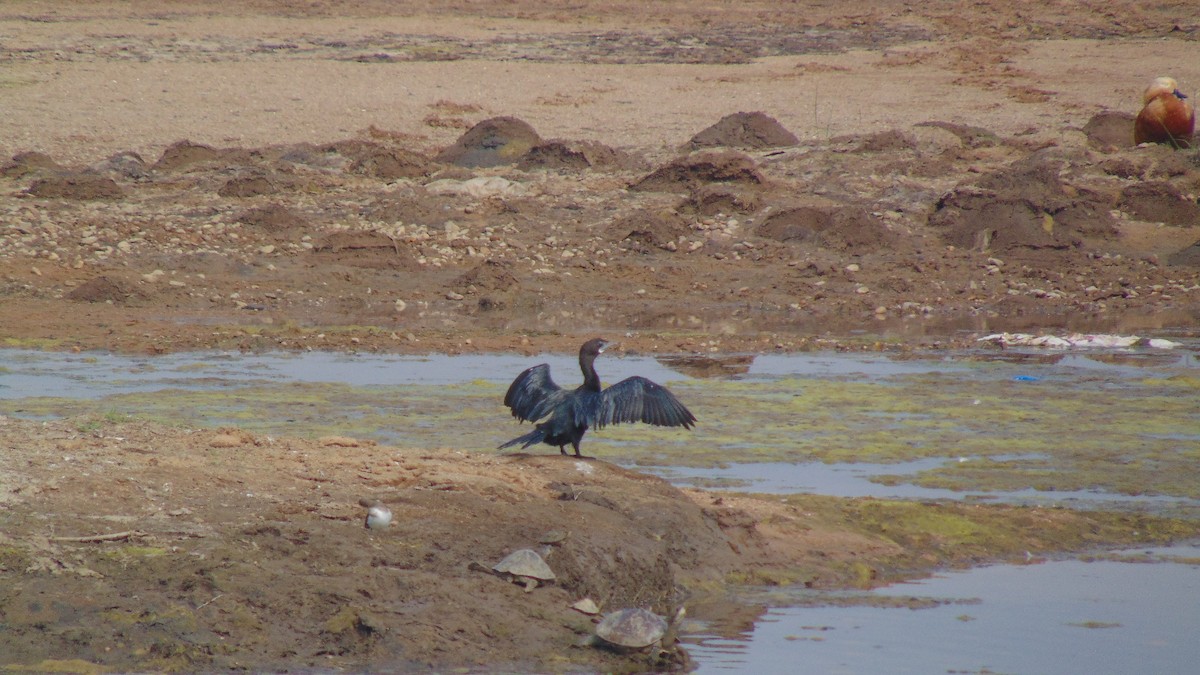Little Cormorant - ML23344271