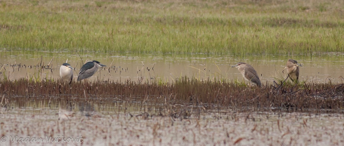 Black-crowned Night Heron - ML23344321