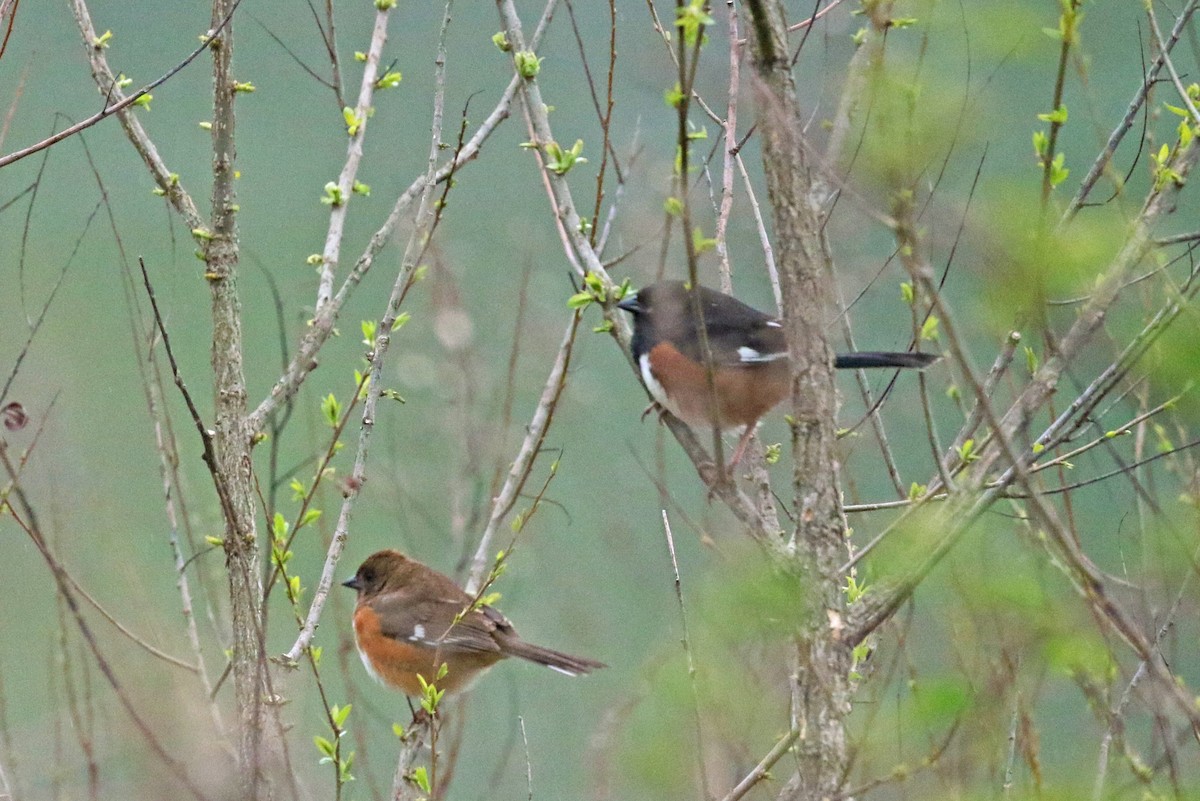 Eastern Towhee - ML233443951
