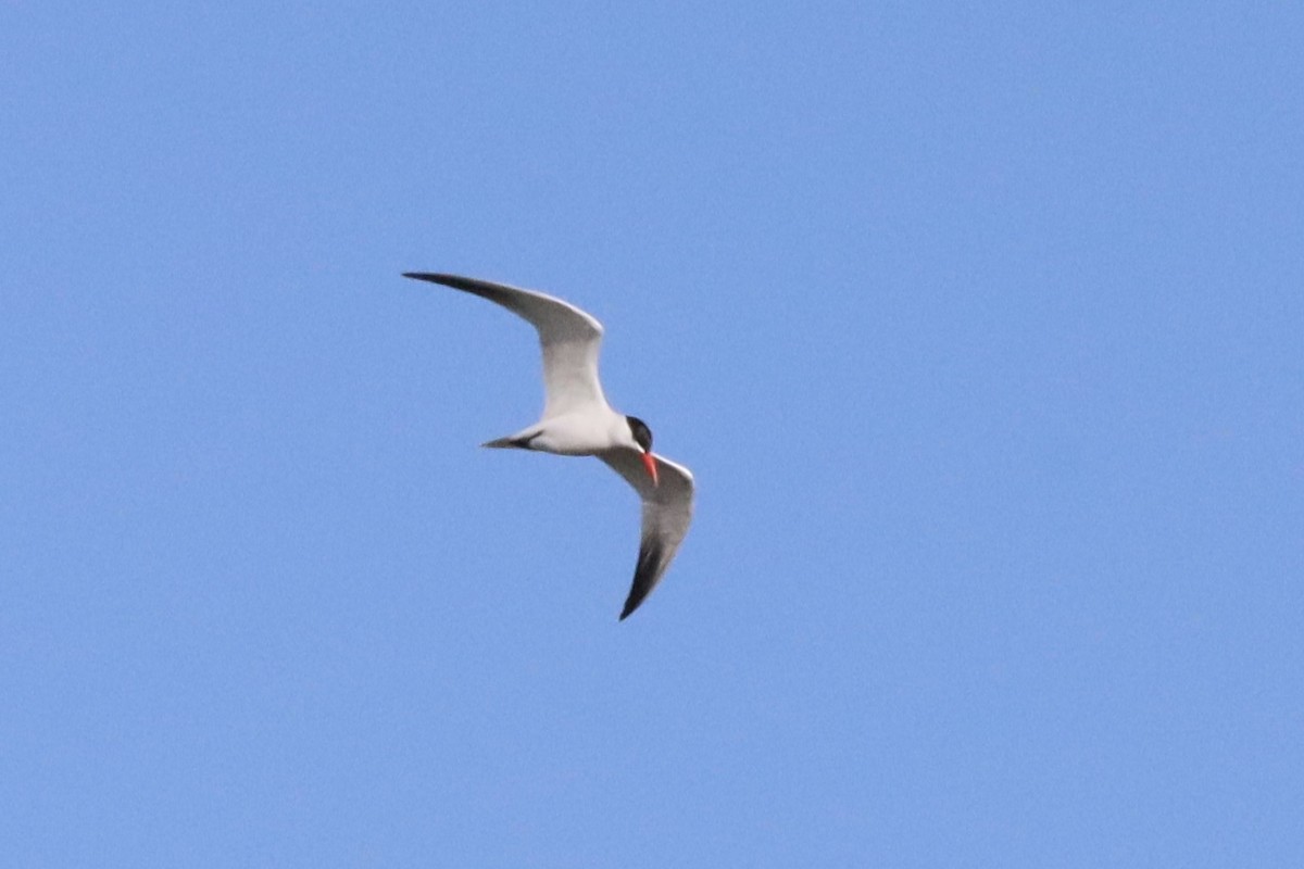 Caspian Tern - Sarah Spotten