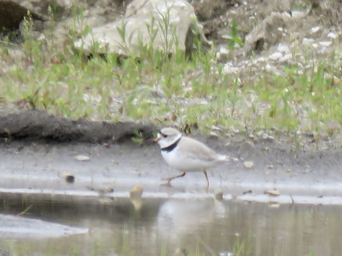 Piping Plover - ML233445631