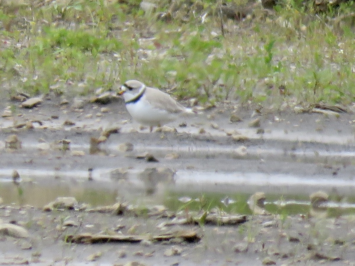 Piping Plover - ML233445661