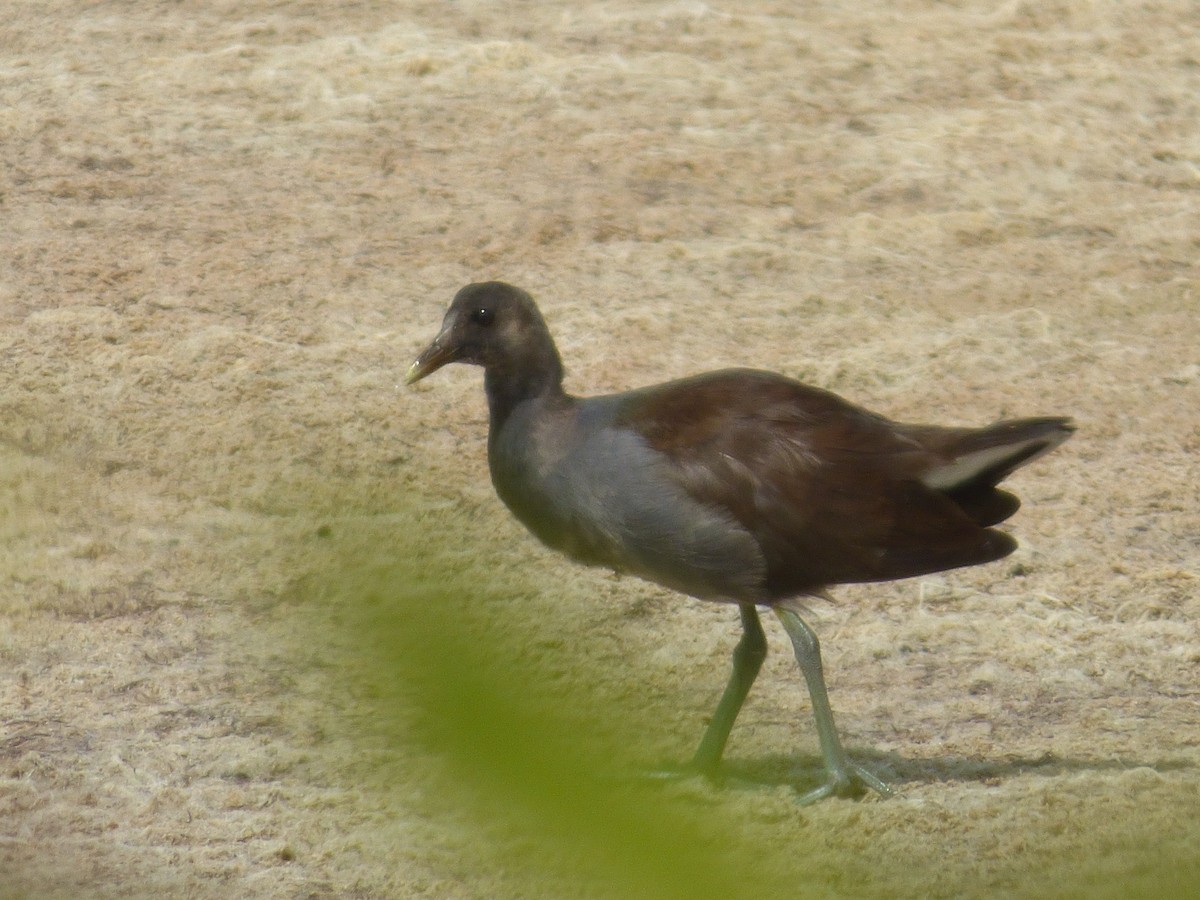 Common Gallinule - Tarra Lindo