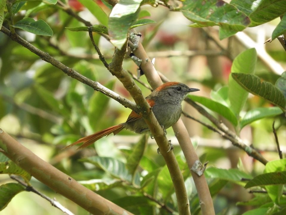 Azara's Spinetail - ML233446511