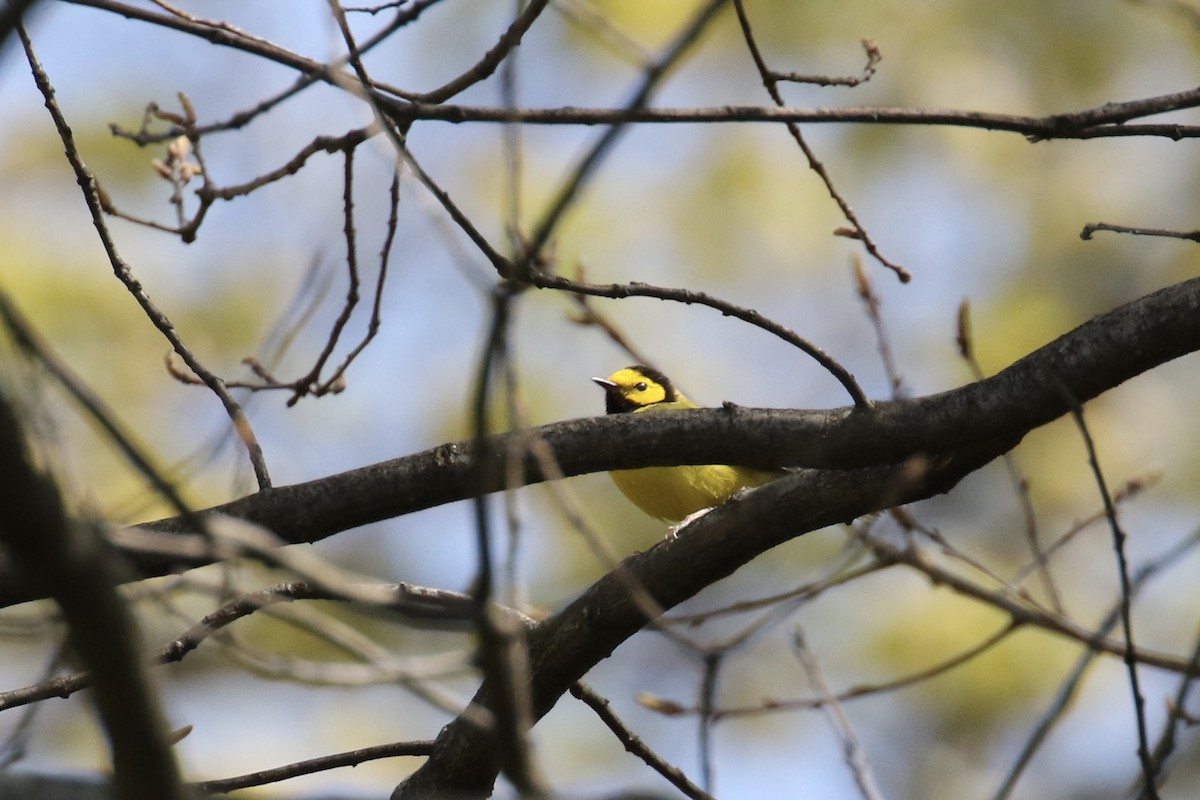 Hooded Warbler - ML233446911