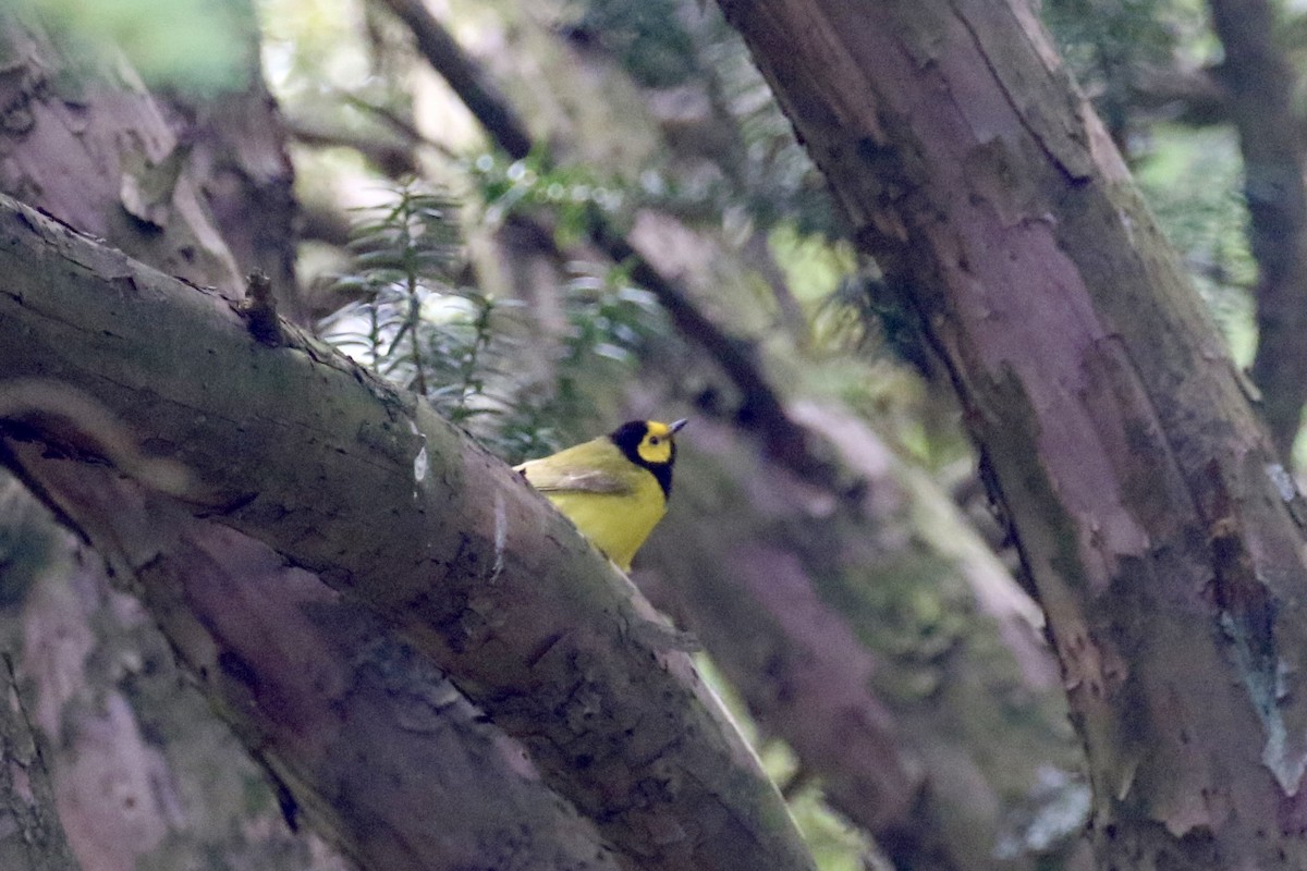 Hooded Warbler - ML233447091