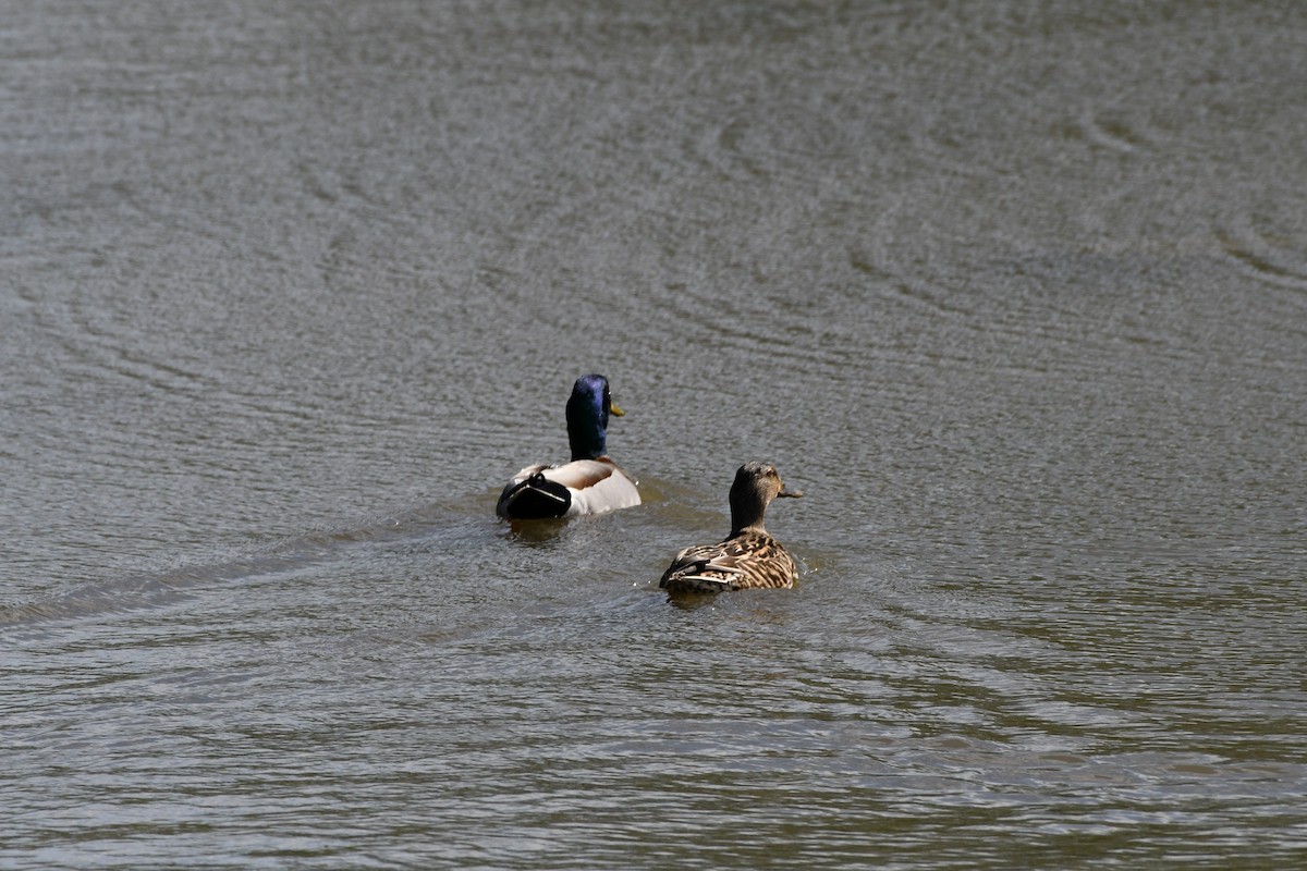 Mallard - Lou Horwitz