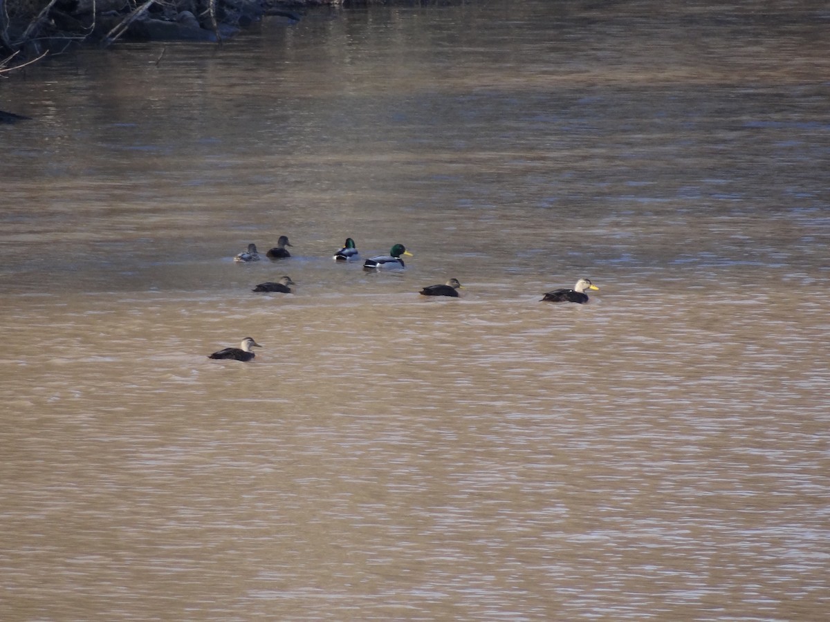 American Black Duck - ML23344941