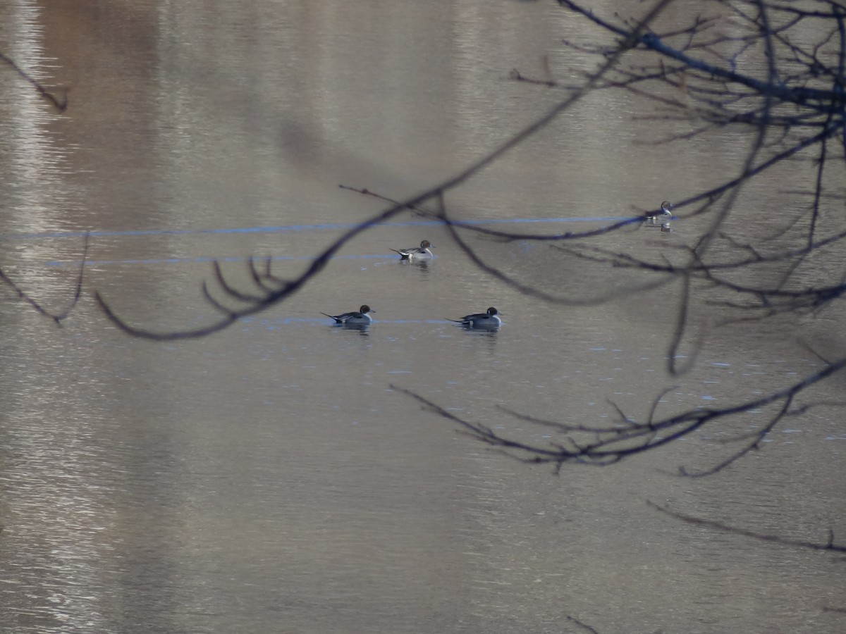 Northern Pintail - ML23344961