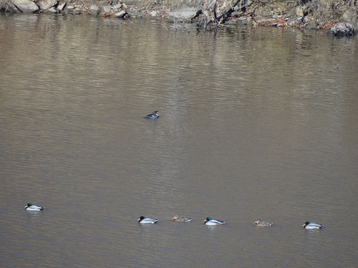 Common Merganser - ML23344971