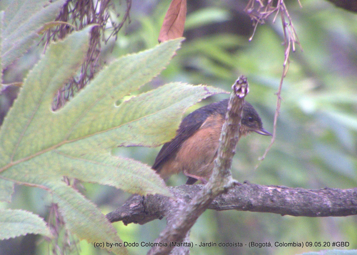 Rusty Flowerpiercer - Maritta (Dodo Colombia)