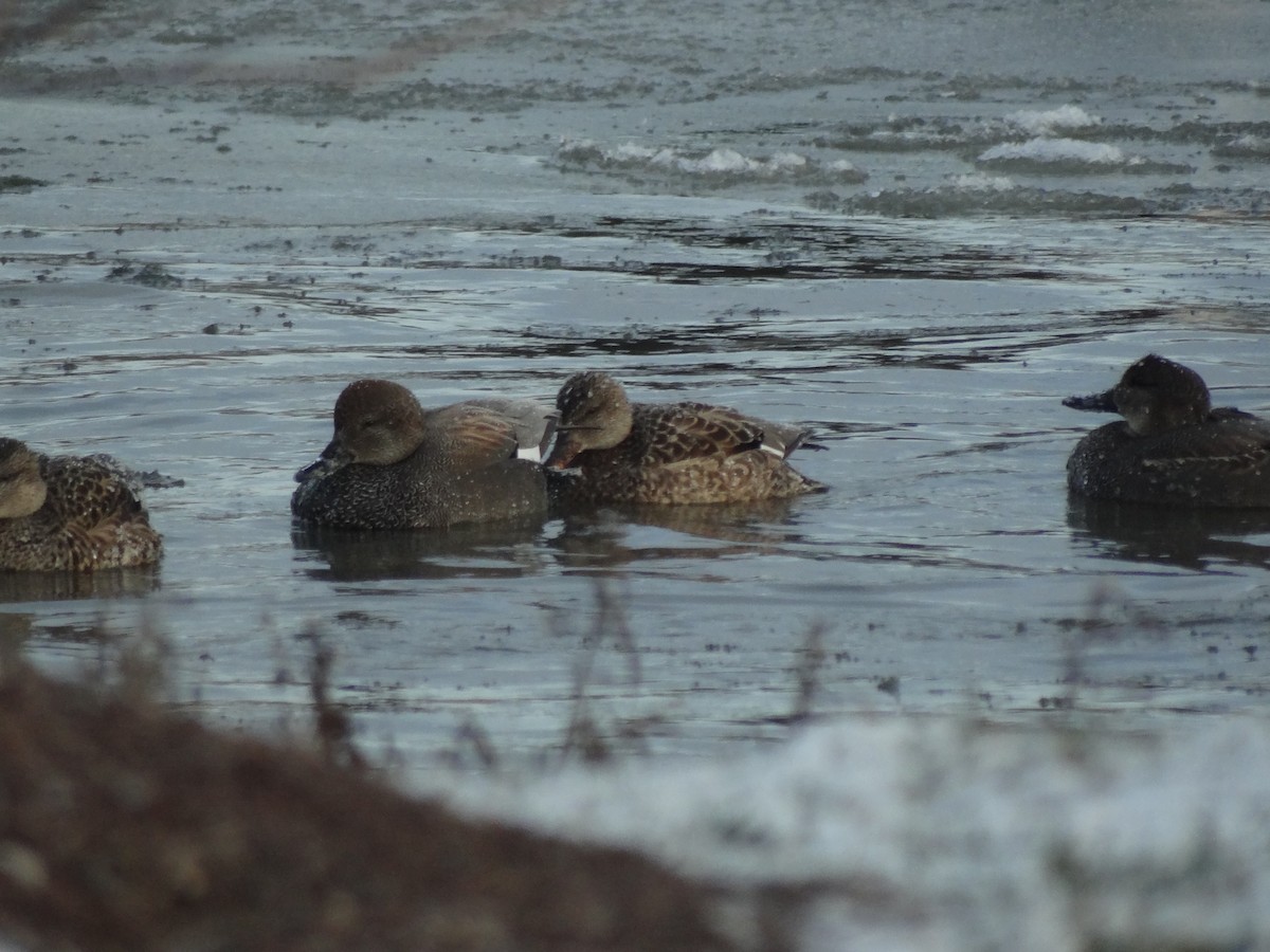 Бор нугас - ML23345071