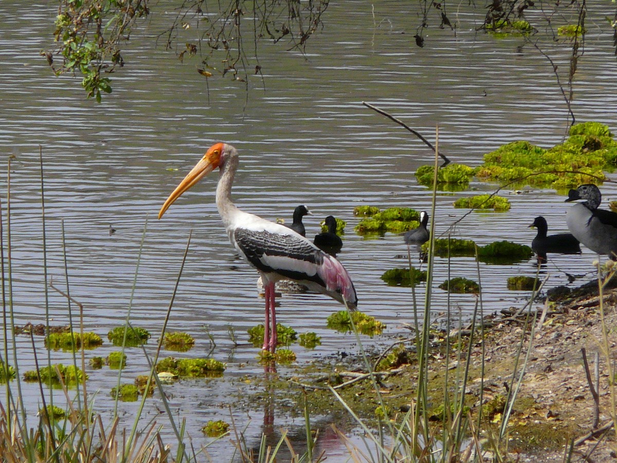 Painted Stork - ML233452491