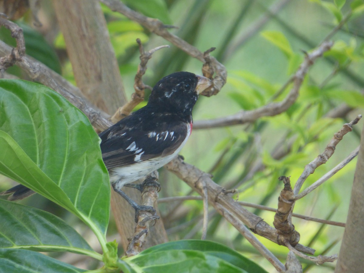 Rose-breasted Grosbeak - ML233454511