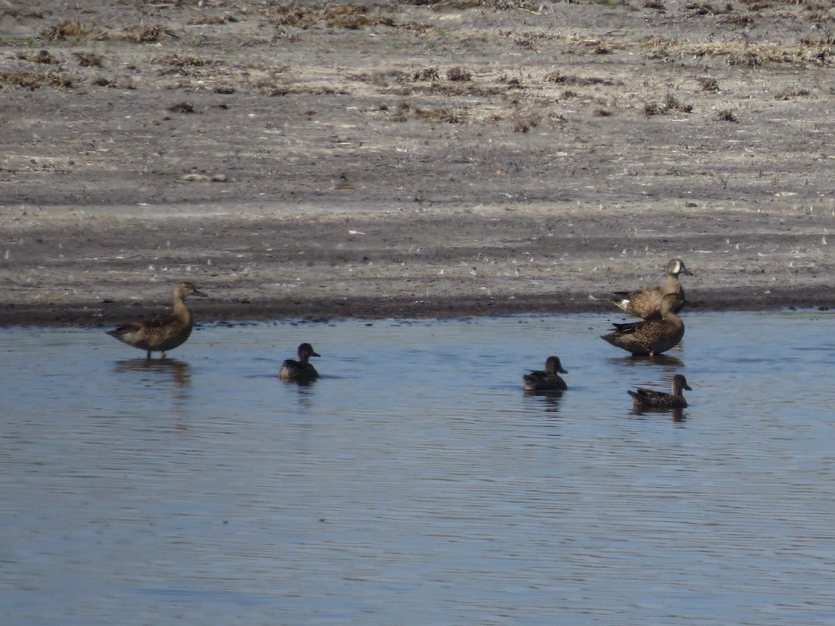 Green-winged Teal - ML23345501