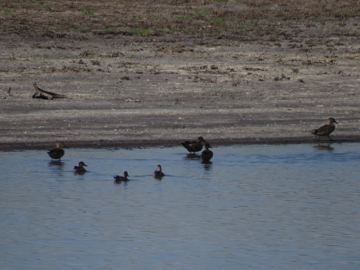 Green-winged Teal - ML23345521