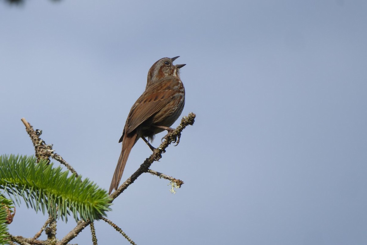 Song Sparrow - ML233458061