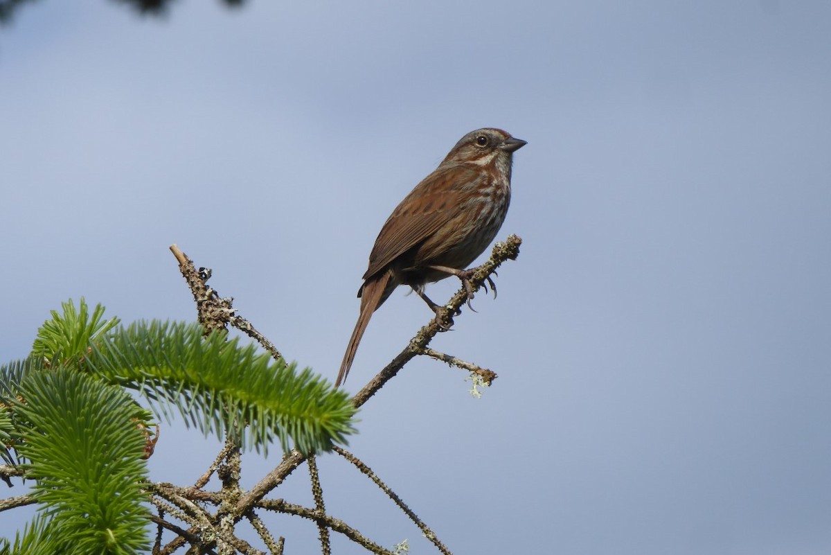 Song Sparrow - ML233458071