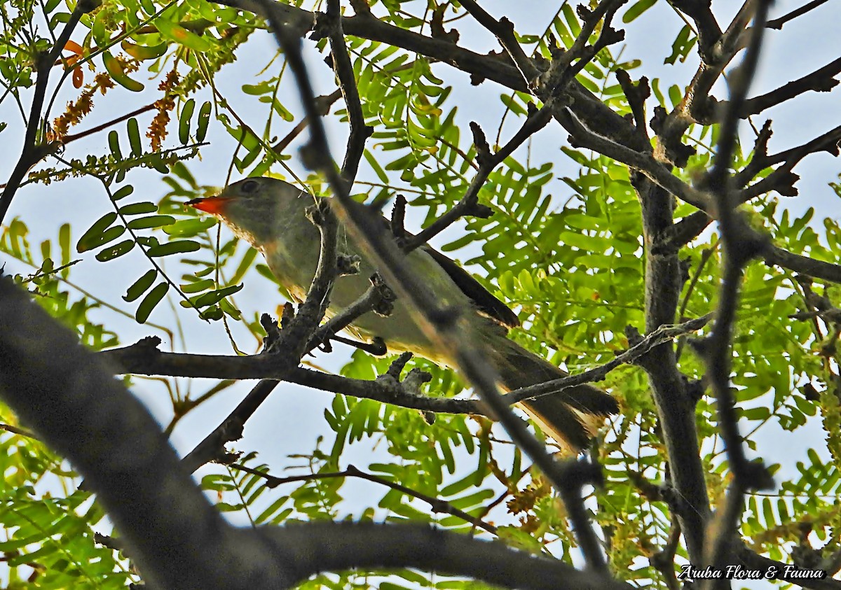 Small-billed Elaenia - ML233458181