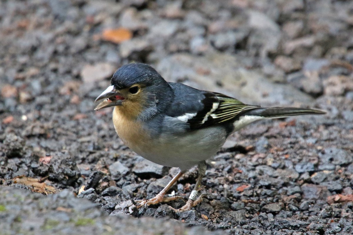 pěnkava pankanárská - ML233459191